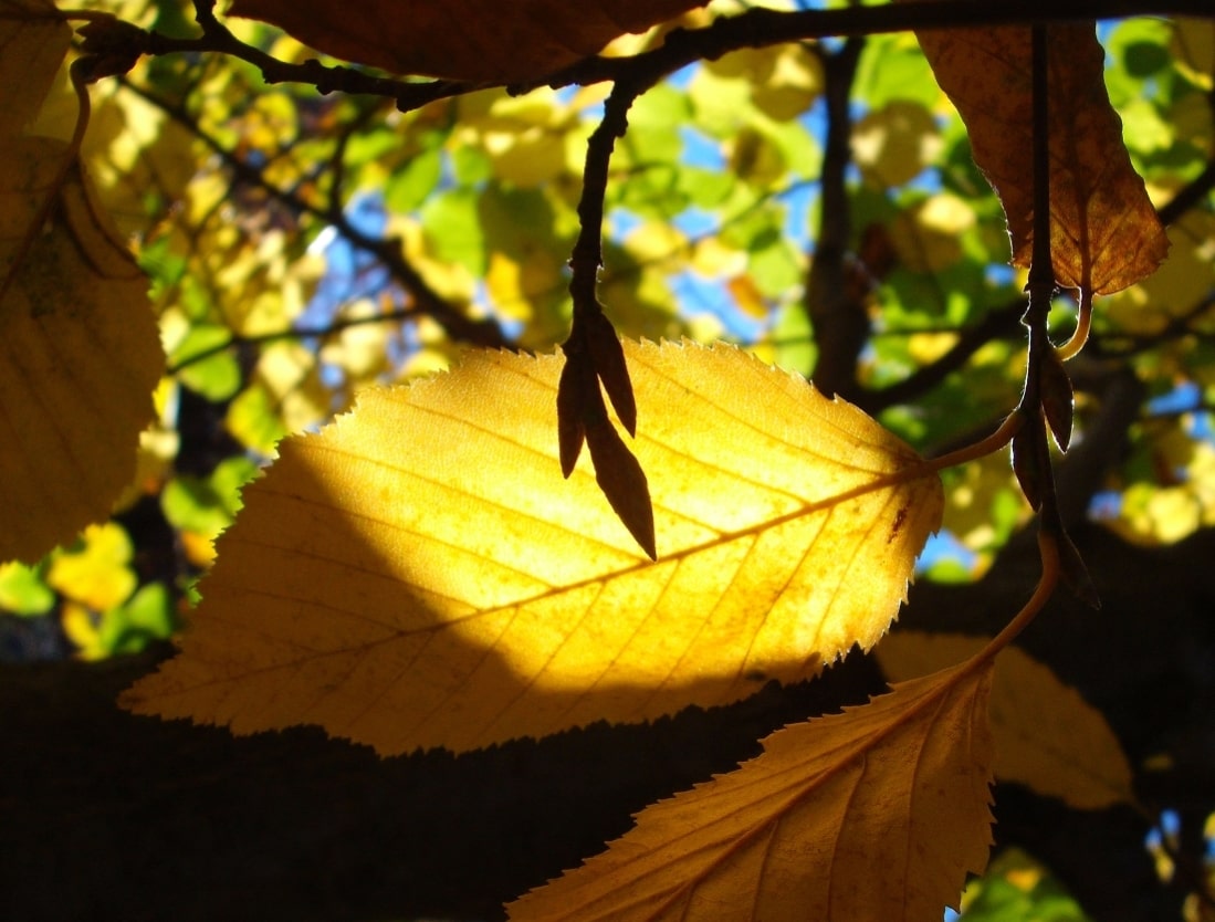 Chris Uray Herbstblaetter Licht Sonne Freude Stille Meditation